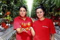 Prvá oberačka: Za deň pozbierajú  20-tisíc paradajok!