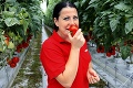 Prvá oberačka: Za deň pozbierajú  20-tisíc paradajok!