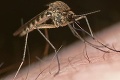 Prečo komáre štípu niekoho viac, iného menej? Toto je vysvetlenie!