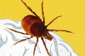 Auu! Niečo ma uštiplo: Otravný hmyz striehne všade! Ako ošetriť ranu?