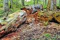 Neuveriteľné konanie slovenských ochranárov: Nechceme naše lesy v zozname UNESCO!