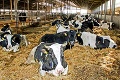Farmári bijú na poplach: Európski ministri pôdohospodárstva sa vyjadrili ku kritickej situácii na trhu