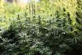 Políciu šokovala rafinovanosť marihuanovej plantáže: Jej majiteľa mali celý čas priamo pod očami!