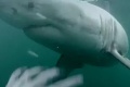 Idylka sa zmenila na boj o život: Surfistu napadol žralok