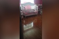 Žena hľadala psa po celom dome: Prekvapilo ju, kde ho našla!