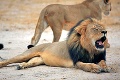 Zabili Cecilovho brata? Po vražde ďalšieho leva začalo Zimbabwe okamžite konať!