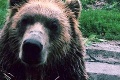 Medveď grizly vyvolal poriadny poplach: Návštevníci ZOO skoro pustili do gatí!
