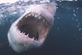Austráliou sa šíri strach: Pri pobreží sa pohybuje obrovský biely žralok!