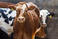 Najväčia mliečna farma sveta na predaj: Jej plocha dosahuje takmer tretinu Nemecka!