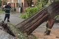 Východ Slovenska zasiahla silná nočná búrka: Na ženu spadol zlomený strom!