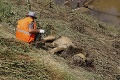 Hrozivé dôsledky záplav v Gruzínsku: Šelmy zo ZOO zabíjali, po ulici sa premával aj aligátor!