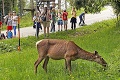 Atrakcia na Štrbskom Plese: Deti si laň pletú s koňom!