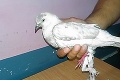 Nad Indiou sa objavil záhadný holub: Správa, ktorú pri sebe mal, im nedáva spávať