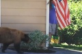Nič netušiaci muž prechádzal okolo domu, zrazu stál zoči-voči medveďovi: Sledujte, čo nasledovalo potom!