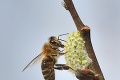 Dôchodcu, ktorý na Záhorí spadol z vlečky, pobodali včely!