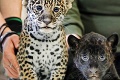 Petrohradská zoo predstavila jaguáriky: Mláďatká sa narodili v jeden deň