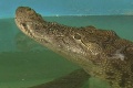 Krokodíl uhryzol Austrálčana: Incident sa odohral na mieste, kde by ste to ani vo sne netipovali!