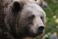 V okolí slovensko-českých sa potuluje medveď: Tínedžerku prekvapil pri prechádzke lesom
