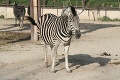 Skrachovaná ZOO v Česku rozpredáva zvieratá: Koľko stojí zebra, lev či bizón?