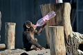 Šimpanzy z Bratislavskej ZOO prišli na to, ako využiť PET fľaše: Chlpatí bubeníci!