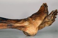 Ľadový muž neprestáva prekvapovať vedcov: Zistili, že Ötzi bol potetovaný alergik!