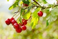 Nadopujte sa prírodnými vitamínmi: Ako zdraviu pomáhajú jesenné plody?