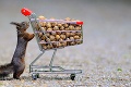 Táto veverička už Vianoce nerieši: Máte už nakúpené?