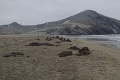 Záhada na pobreží: V zálive sa našli stovky uhynutých uškatcov