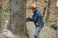 Košice dostali strom z Kojšova: Vianočný smrek meria 19 metrov