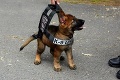 Otázka, ktorú uhádnete na prvú šupu: Aké plemeno psa využíva slovenská polícia najviac?