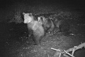 Dedinčania neverili, že sa im po okolí špacírujú medvede: Až kým nezbadali obrázky z fotopascí...