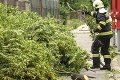 Búrlivé počasie narobilo v Bratislave spúšť: Vietor v noci lámal stromy, zasahovali hasiči