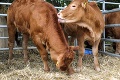 Na farme pri Svidníku uhynuli na antrax dve kravy