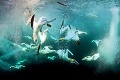 Dokonalí predátori z oblohy: Lietajú aj pod vodou!