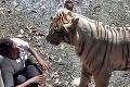 Tragédia v ZOO: Školák spadol do klietky plnej tigrov!