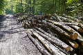 Bratislavskí aktivisti bijú na poplach: Zastavte ťažbu dreva na  Železnej studienke!