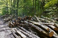 Bratislavskí aktivisti bijú na poplach: Zastavte ťažbu dreva na  Železnej studienke!