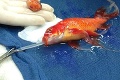 Malej rybke urobili veľkú operáciu: Chirurgovia zachránili Nema!