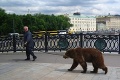 Domáce zvieratko na ruský štýl: S týmto keby sa objavili v našich uliciach...