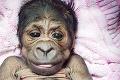 Mama gorila svoje mláďatko odvrhla: Kto sa postará o malú goriliu slečnu?