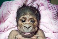 Mama gorila svoje mláďatko odvrhla: Kto sa postará o malú goriliu slečnu?
