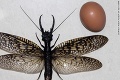 Vedci objavili nový druh hmyzu: Toto monštrum s klepetami má krídla a vie poriadne smrdieť!