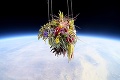 Umelec sa odhodlal na netradičný pokus: Bonsaj poslal do stratosféry!