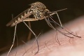 Pozor, invázia komárov! Ako sa proti nim chrániť?