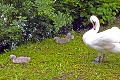 V Lučenci vyčíňali bezcitní vandali: Mláďa labute dokopali na smrť!