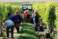 Slovenskí vinári sa pokúsia vytvoriť slovenský rekord