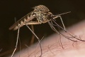 Dosť bolo povier o sladkej krvi: Podľa čoho si komáre vyberajú ľudské obete?