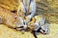 Babyboom v bojnickej zoo: S mláďatkami sa roztrhlo vrece! Pozrite si tie naj
