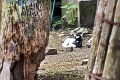Babyboom v bojnickej zoo: S mláďatkami sa roztrhlo vrece! Pozrite si tie naj