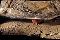Slovenským jaskyniarom závidí celý svet: Neustále objavujú nové podzemné chodby!